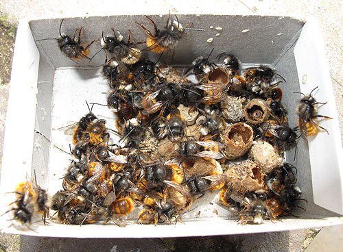 Gehörnte Mauerbiene, 10 Kokons